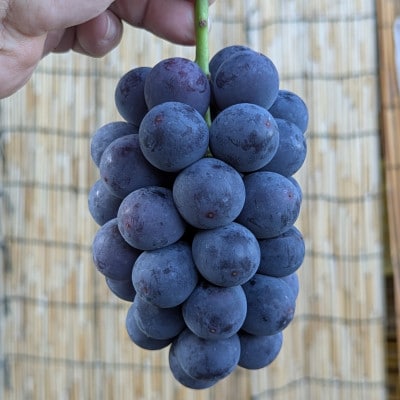 【2026年夏発送】種無し巨峰　約2kg(5房前後)　来季分先行受付【配送不可地域：離島】