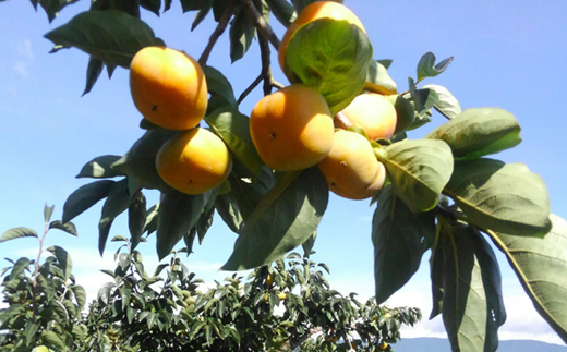 ケーズファーム　平たねなし柿　12～13個入　2L～3Lサイズ