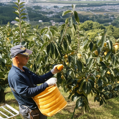 柳フルーツ園 たねなし柿 約2kg