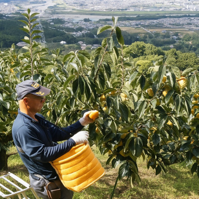 【先行予約】 たねなし柿 約10kg　【2026年秋冬配送】柳フルーツ園