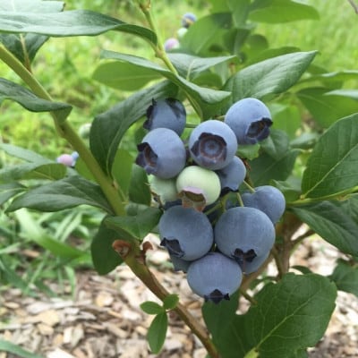 【2025年7月以降発送】摘みたて新鮮ブルーベリー 600g (約100g×6パック)【配送不可地域：離島】