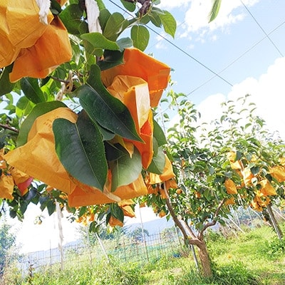 国城観光農園の梨(幸水)8個入り【配送不可地域：離島】