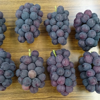 【2026年夏発送】  和歌山県橋本市産(種無し)巨峰 ぶどう詰め合わせ　約2kg【配送不可地域：離島】