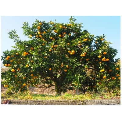 和歌山県産　美濃農園のはっさく 約5kg(皮をむく道具付き)