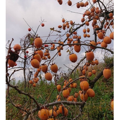 吊るし柿・干し柿用生渋柿(蜂屋柿)23～35個入り