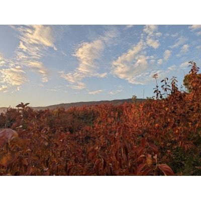 【先行予約】匠果樹園 富有柿【訳あり】約1.5kg 6～4玉【令和7年11月より順次発送】