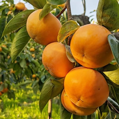 【先行予約】匠果樹園 富有柿【秀品】白紫箱 2Lまたは3Lサイズ【令和7年11月より順次発送】