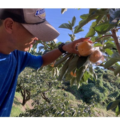 お手軽サイズ★池上農園の紀の川柿プレミアム 約2kg