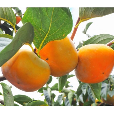 【先行受付　2026年秋順次発送】秋の味覚のたねなし柿(3Lサイズ　10～12個)