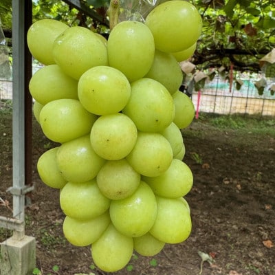 【2026年先行予約】藤田ぶどう園のシャインマスカット　約1kg【配送不可地域：離島】