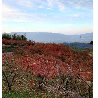 和歌山県産 紀の川柿 真空包装 2L 9個入り