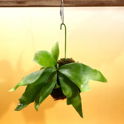 苔玉　ビカクシダ