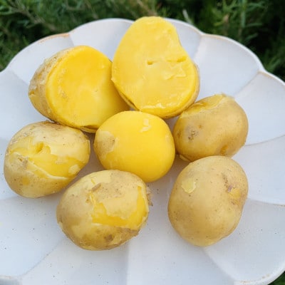 栽培期間中農薬・化学肥料不使用　新じゃがインカのめざめ約8キロ