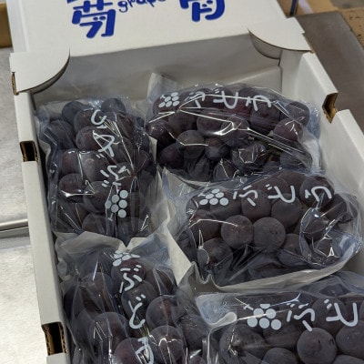 【2026年夏発送】種無し巨峰　約2kg(5房前後)　来季分先行受付【配送不可地域：離島】