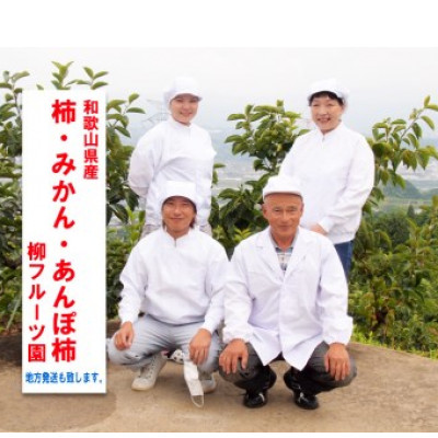 【先行予約】 たねなし柿 約10kg　【2026年秋冬配送】柳フルーツ園