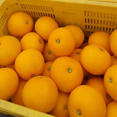 【発送月固定定期便】2025-2026年　あさみ農園　旬のフルーツ3選全3回【配送不可地域：離島】