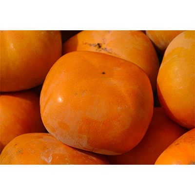 【先行受付】柳フルーツ園のたねなし柿　5kg