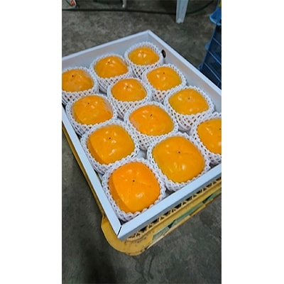 【2025年度発送分】国城観光農園のたねなし柿12個入り(3Lサイズ)【配送不可地域：北海道・沖縄県】