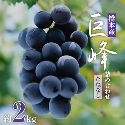 【2026年夏発送】  和歌山県橋本市産(種無し)巨峰 ぶどう詰め合わせ　約2kg【配送不可地域：離島】