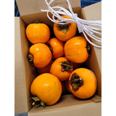 吊るし柿用生渋柿(百目柿、江戸柿)　12～18個入り