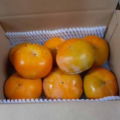 【先行受付】柳フルーツ園の訳あり富有柿 約2kg