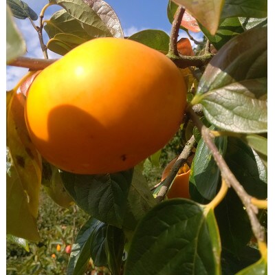 【2026年配送分】紀州てまり　9個～12個入　約3kg