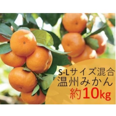 【2025年12月以降発送】温州みかん　約10kg　S-Lサイズ混合　まつもと農園の和歌山県産みかん