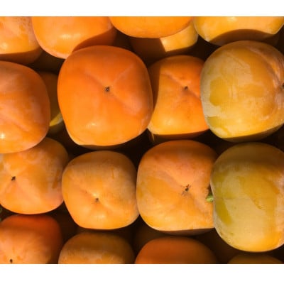 【2026年10月以降順次発送】和歌山産　ご家庭用たねなし柿(約7.5kg箱入)