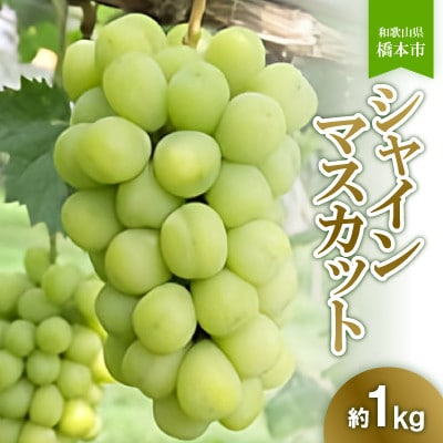 橋本市産こだわりシャインマスカット(約1kg)　2025年8月下旬以降順次発送予定　【配送不可地域：離島】