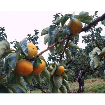 和歌山県産たね無し柿　L・2Lサイズ　5kg