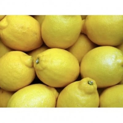 アトランティスファームの国産レモン 約1kg+100g(11月より順次発送予定)