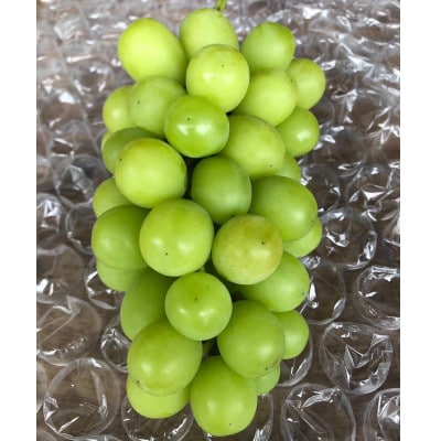 【2026年夏発送】先行受付 旬のシャインマスカット詰め合わせ約1.8キロ(和歌山県橋本市産)【配送不可地域：離島】