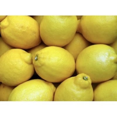 アトランティスファームの国産レモン 約10kg+1kg(11月より順次発送予定)