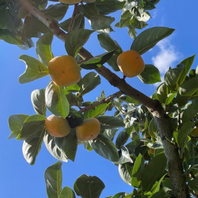 【先行受付】【訳あり・家庭用】和歌山県産　たねなし柿　7.5kg