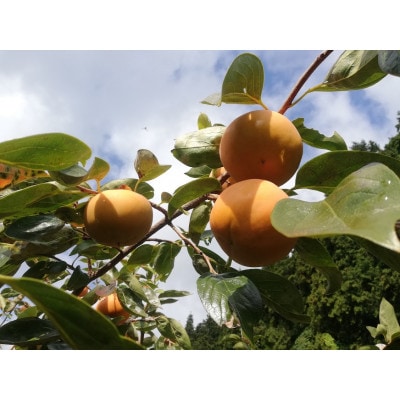 【先行受付】橋本市産　たねなし柿　7.5kg