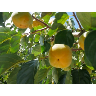 【先行受付】橋本市産　たねなし柿　2kg　(家庭用　訳あり)