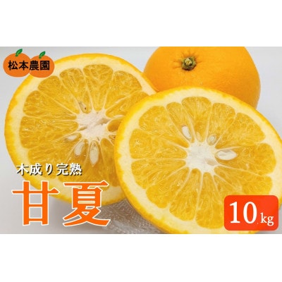 令和8年4月より発送　木成り完熟甘夏みかん 約10kg 【数量限定】松本農園　橋本市産