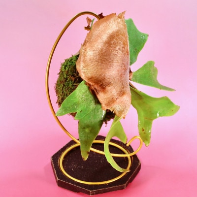 苔玉　ビカクシダ