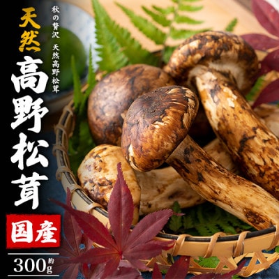 国産　天然高野松茸　約300g 2026年出荷【配送不可地域：離島・北海道・沖縄県】
