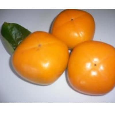 【先行受付】和歌山県産　橋本の柿　刀根早生柿　4kg化粧箱