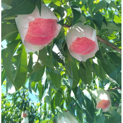 和歌山の桃「さくひめ」計4kg 11個～13個【配送不可地域：離島】