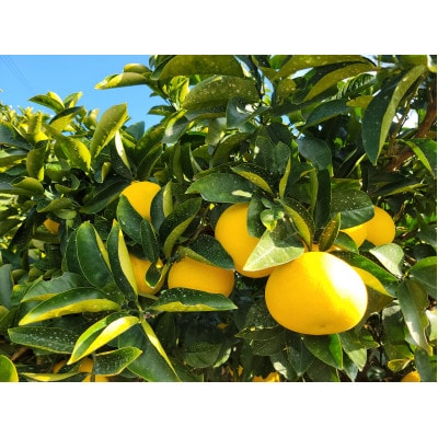 【特別栽培】和歌山県産　八朔(5kg)