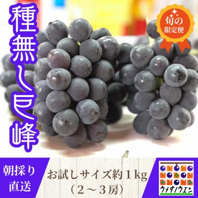 【2026年夏発送】お試しサイズ約1kg　梅田農園の種無し巨峰　来季分先行受付【配送不可地域：離島】
