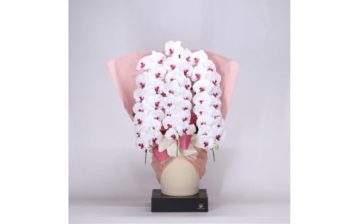 フォアスPREMIUM胡蝶蘭3本立ち48輪以上 リップ (A1034-2) 