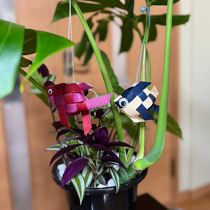 モンステラ＆観葉植物2種類寄せ植え（A1045-1）