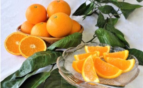 清見（きよみ）（約９ｋｇ）(A136-1)