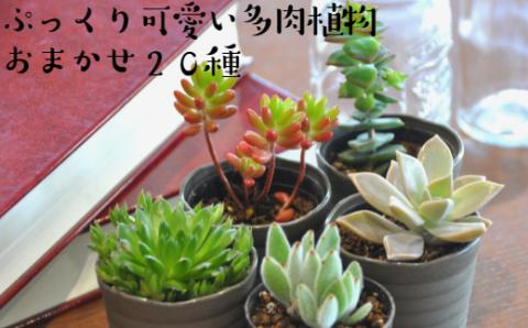 おまかせ多肉植物詰め合わせ（２０種）(A160-1)