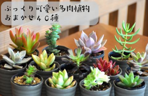 おまかせ多肉植物詰め合わせ（４０種）(A161-1)