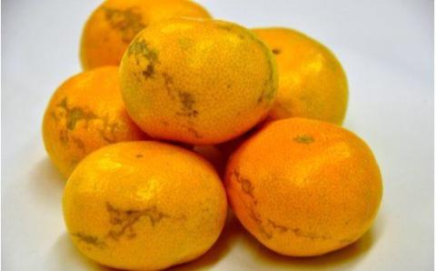 有田みかん「風のしるし」（約１０ｋｇ）(A241-2)