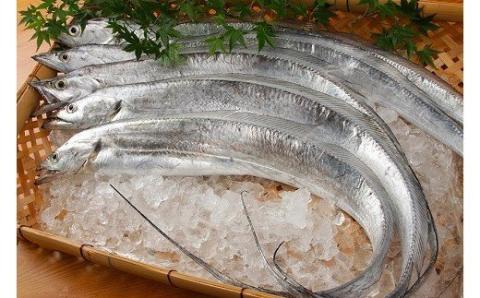 太刀魚 ドラゴンのしゃぶしゃぶとつみれの鍋セット（３人前）(A337-2)